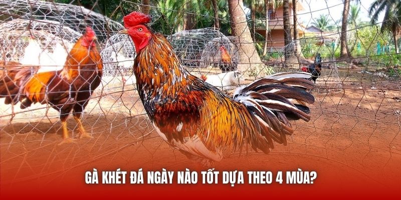 Gà khét đá ngày nào tốt dựa theo 4 mùa?