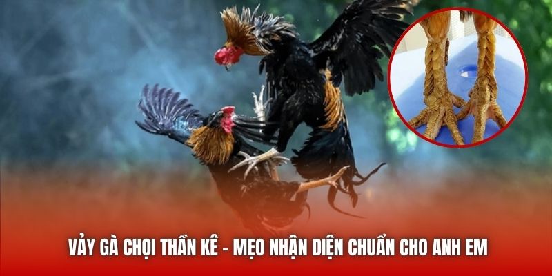 Vảy Gà Chọi Thần Kê - Mẹo Nhận Diện Chuẩn Cho Anh Em