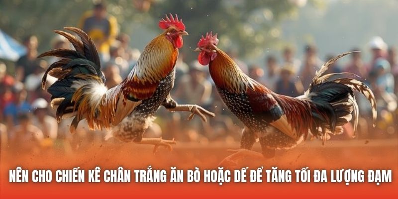 Nên cho chiến kê chân trắng ăn bò hoặc dế để tăng tối đa lượng đạm